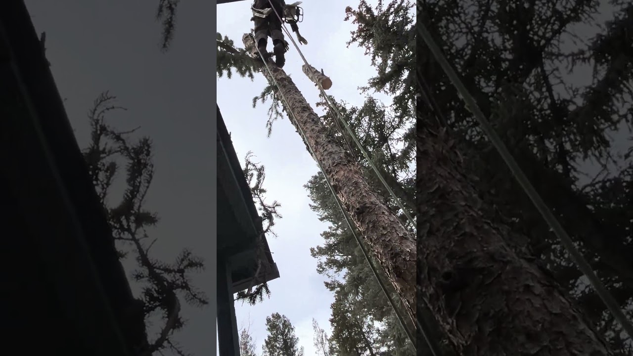 Felling trees in a high fire danger area 