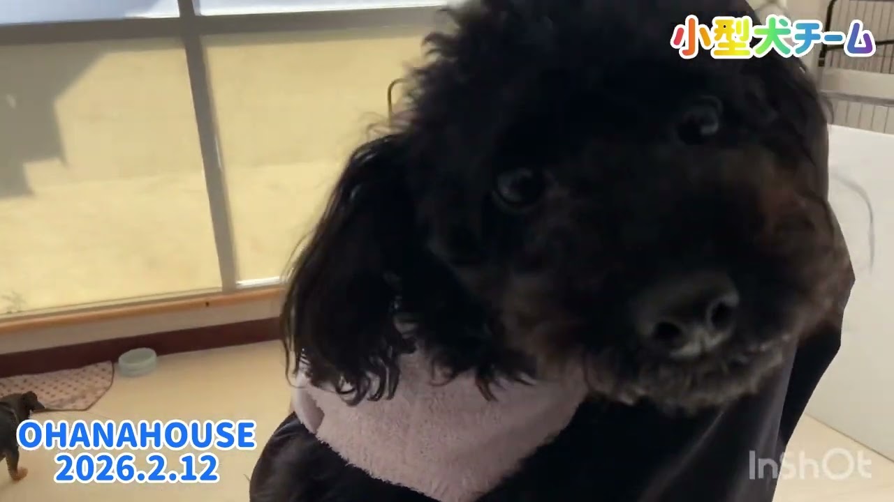 広場あそび（小型犬チーム）