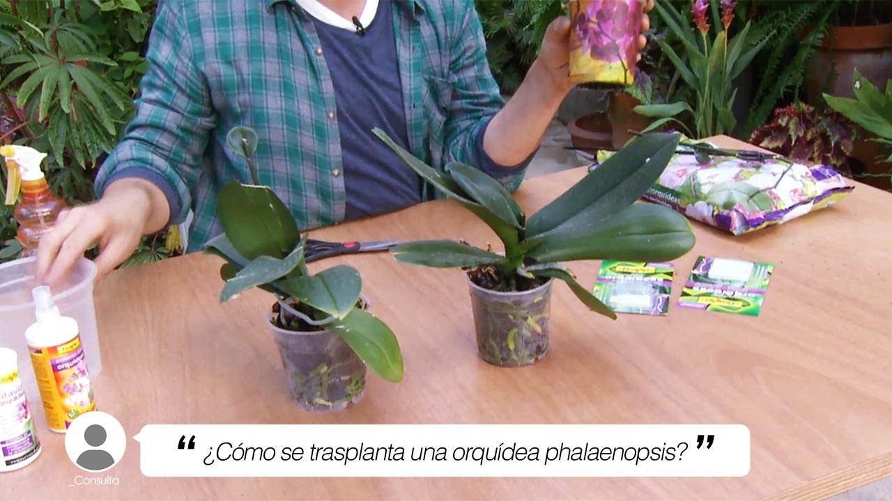 ¿Cómo se trasplanta una orquídea phalaenopsis? - Briconsulta - Jardinatis