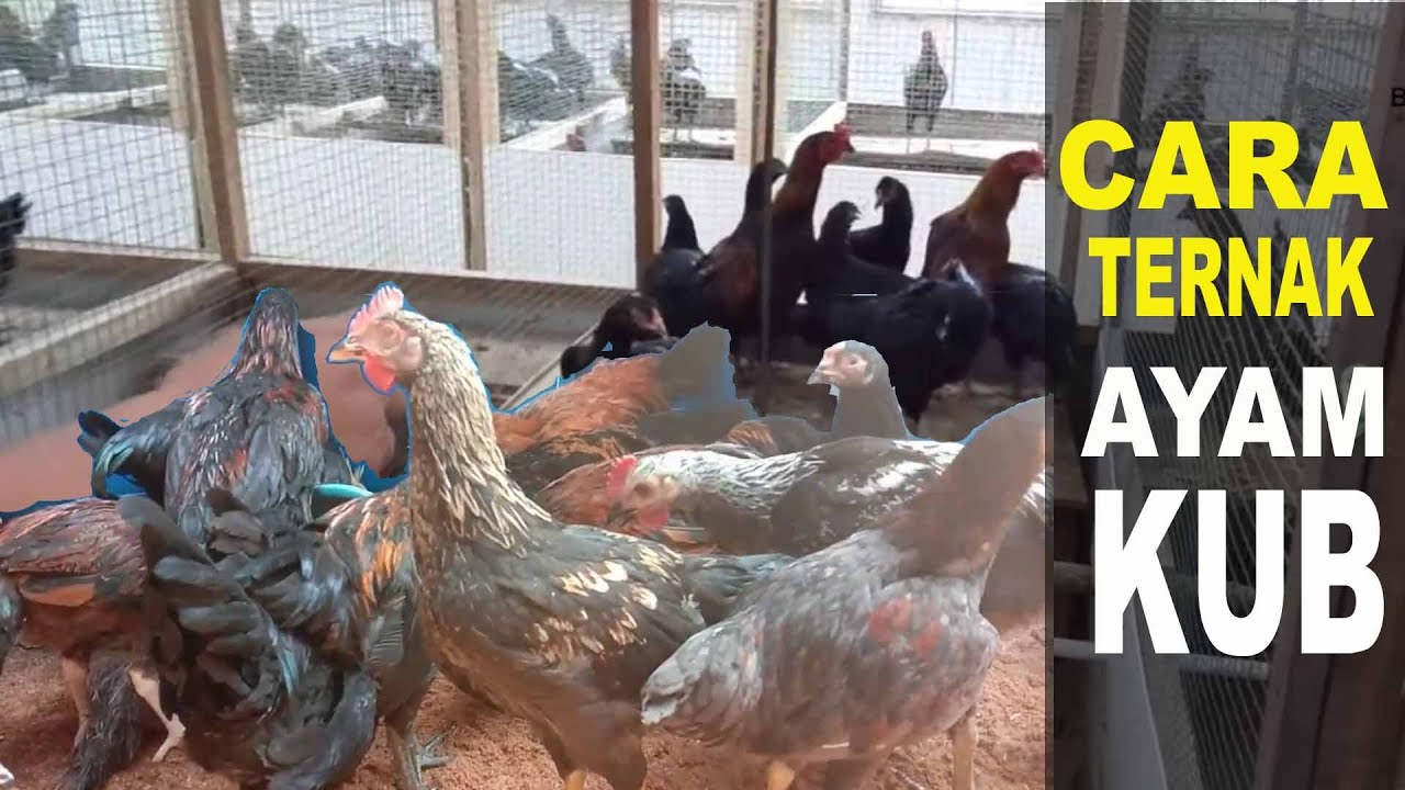 Panduan Tata Cara Ternak Ayam KUB Bisa Cepat Panen dan Sukses