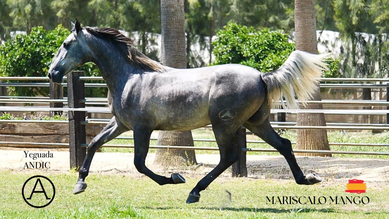 MARISCALO MANGO PURA RAZA ESPA&Ntilde;OLA YEGUADA ANDIC