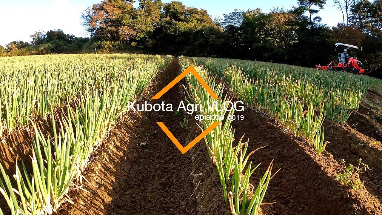 クボタ乗用管理機KV2200シリーズ【宮城県大郷町白ネギ中耕培土除草作業】