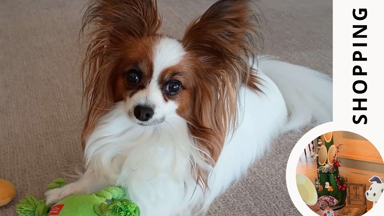 年末にのんびりお買い物とお散歩を楽しむ愛犬が可愛いのでご覧ください♡