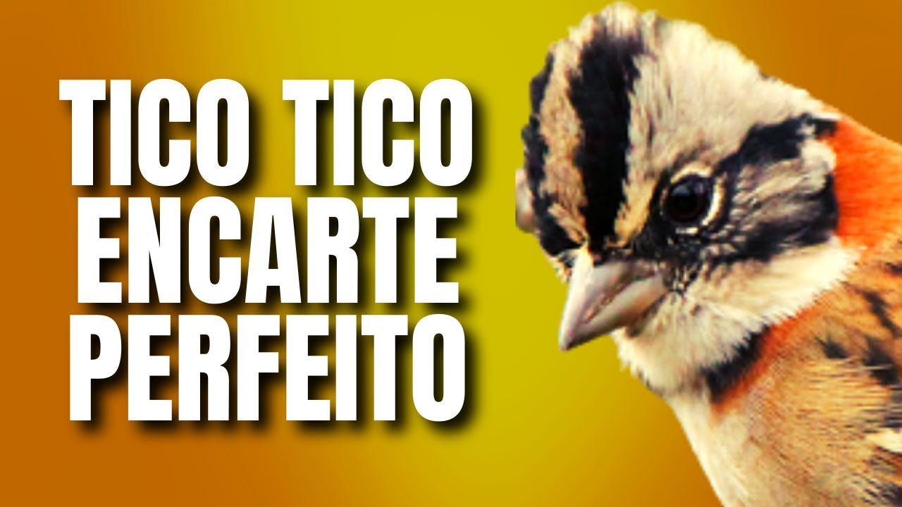 CANTO DO TICO TICO ENCARTE PERFEITO PARA SEU TICO TICO ENCARTE RÁPIDO ESQUENTAR TICO TICO RAPIDO
