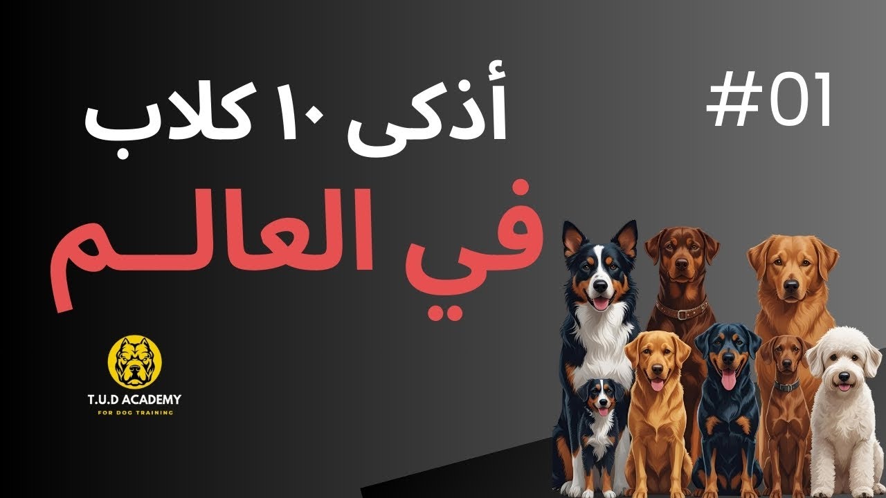 أذكى ١٠ كلاب في العالم 2021 ـ مين الراجل ده ؟