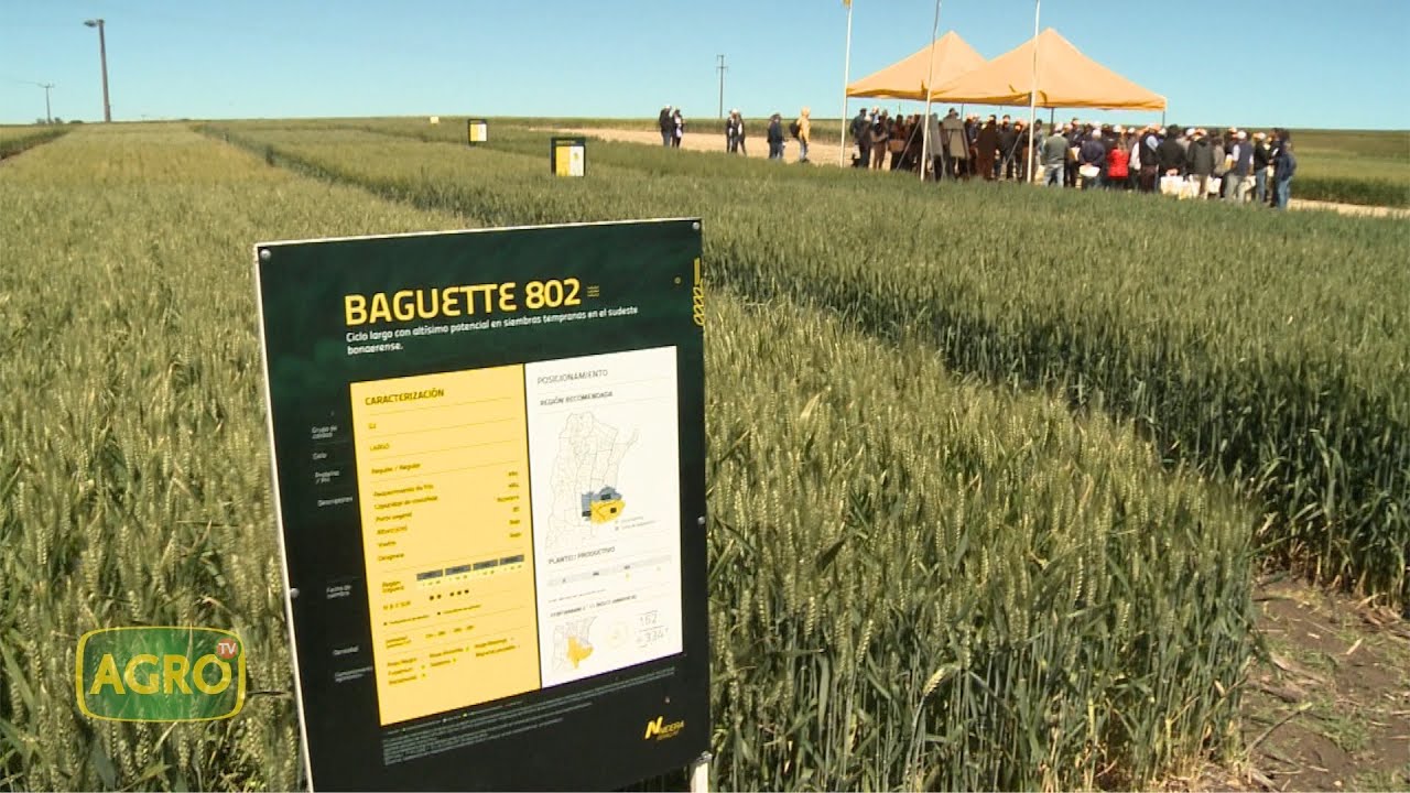 Nuevos trigos franceses de máximo potencial de rinde y calidad (#955 2021-11-27)