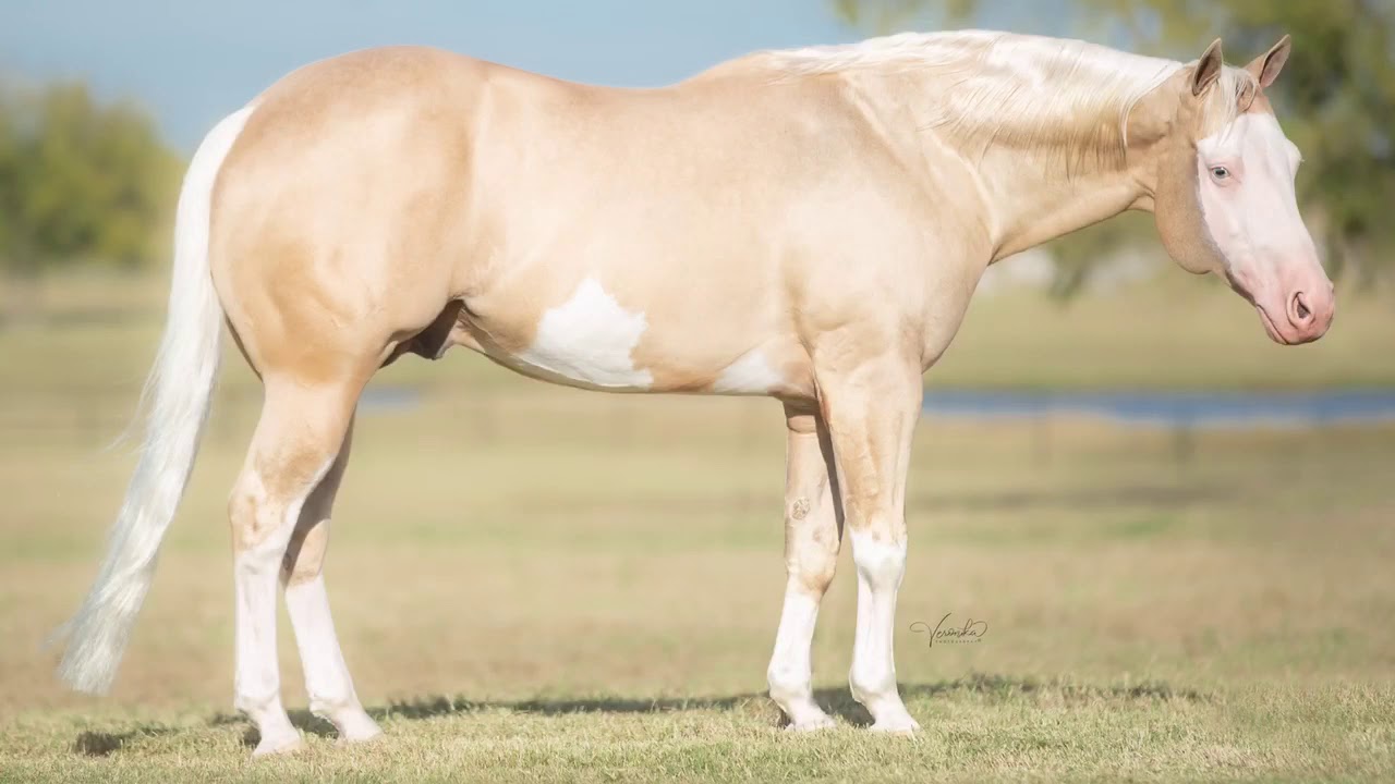 Im Gunna Shine 2010 Stallion