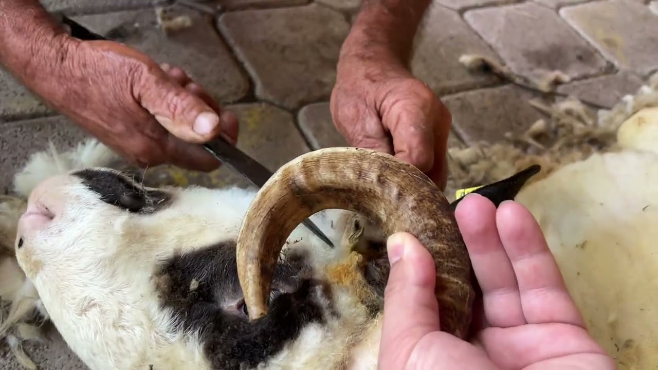 Çiftlikte Koyun Kırkım Zamanı 🐏