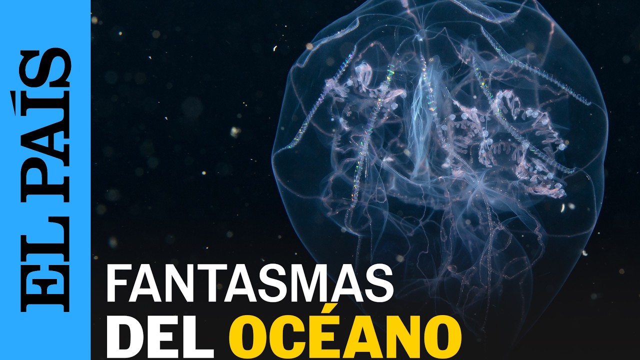 COLOMBIA: El primer registro de CTNÓFOROS PELÁGICOS | EL PAÍS