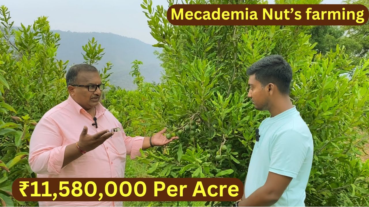 Macadamia Nuts Farming | Earning ₹11,580,000 Per Acre | 3 Year Mecademia Mother Farm Visit Today |