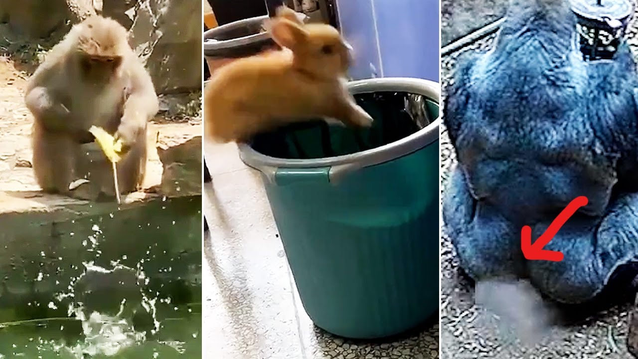 We All Suck At Life - Cute Animal Fails (Ozzy Man Almost Not Swearing)