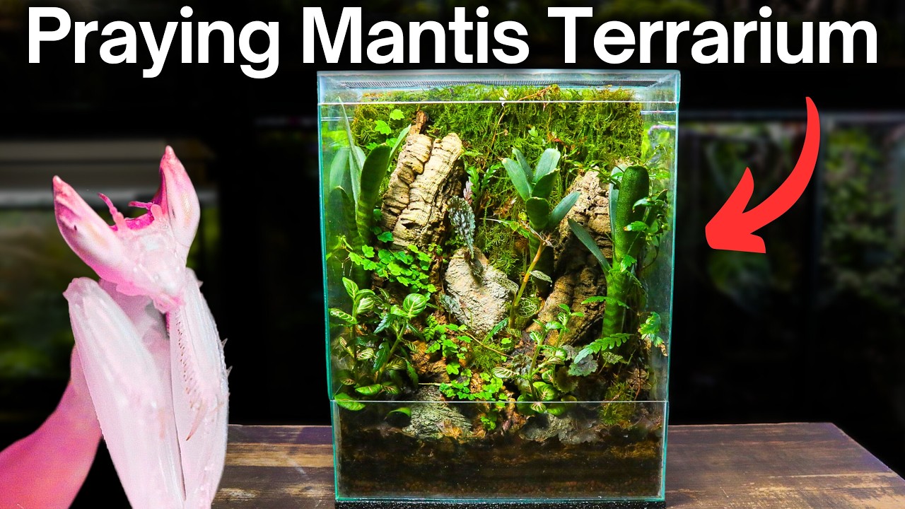 I Made a Terrarium For a STUNNING Praying Mantis, Here’s How!