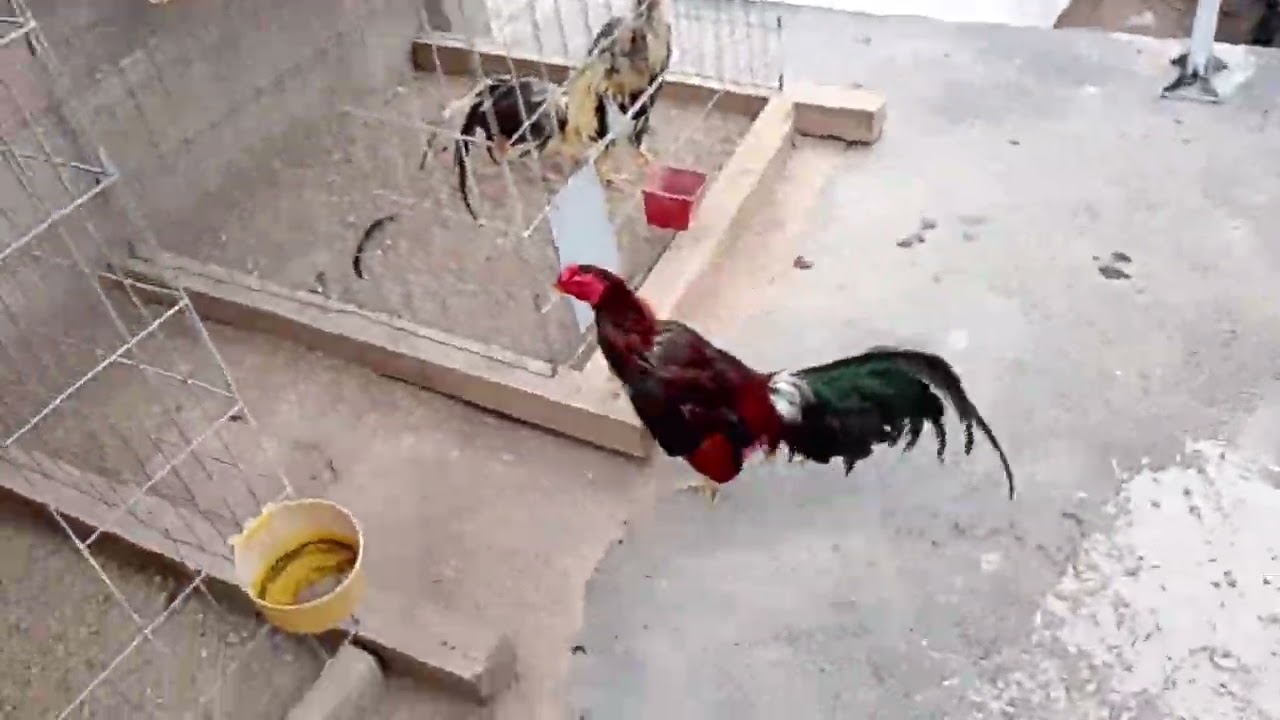 desparasitando los gallos