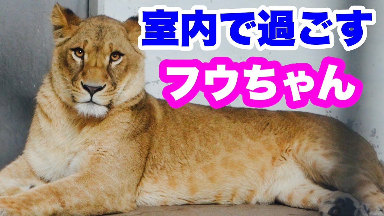 午後室内に交代のフウちゃん〜おまけ❣️釧路のアムールトラ