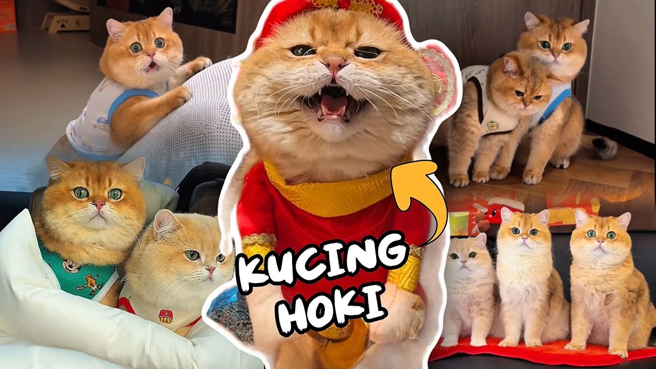 Kompilasi Terbaru Kucing Oyen (Cabinet) & Kelucuannya | Wajib Ditonton 😂🐱