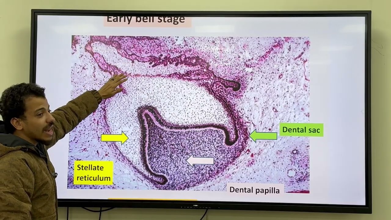 Revision Practical Histology 1, 2025