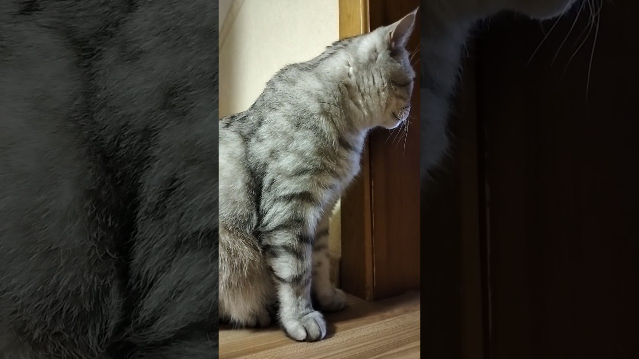 How are things at the fire department? #cat #funnycats #humor #coolcats #cat #catvideos #cats #la...