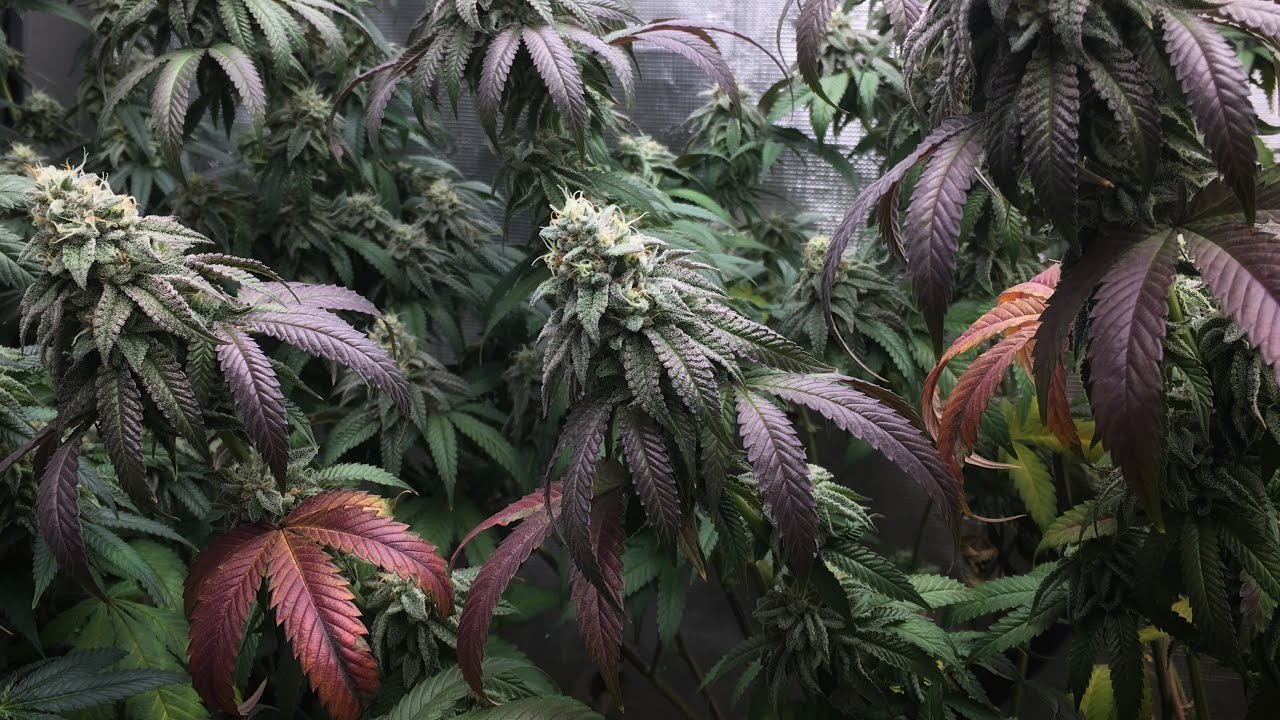 2022 LED Grow Light Review 1000w Medic Grow EZ 8. Running Red Runtz, Donkey Butter, Firestorm. ❤️&zwj;🔥