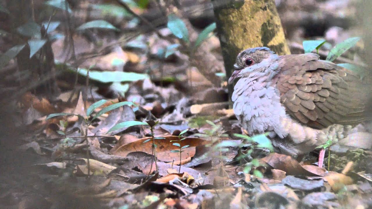 Key West Quail-dove, Deering Estate, Miami, Florida