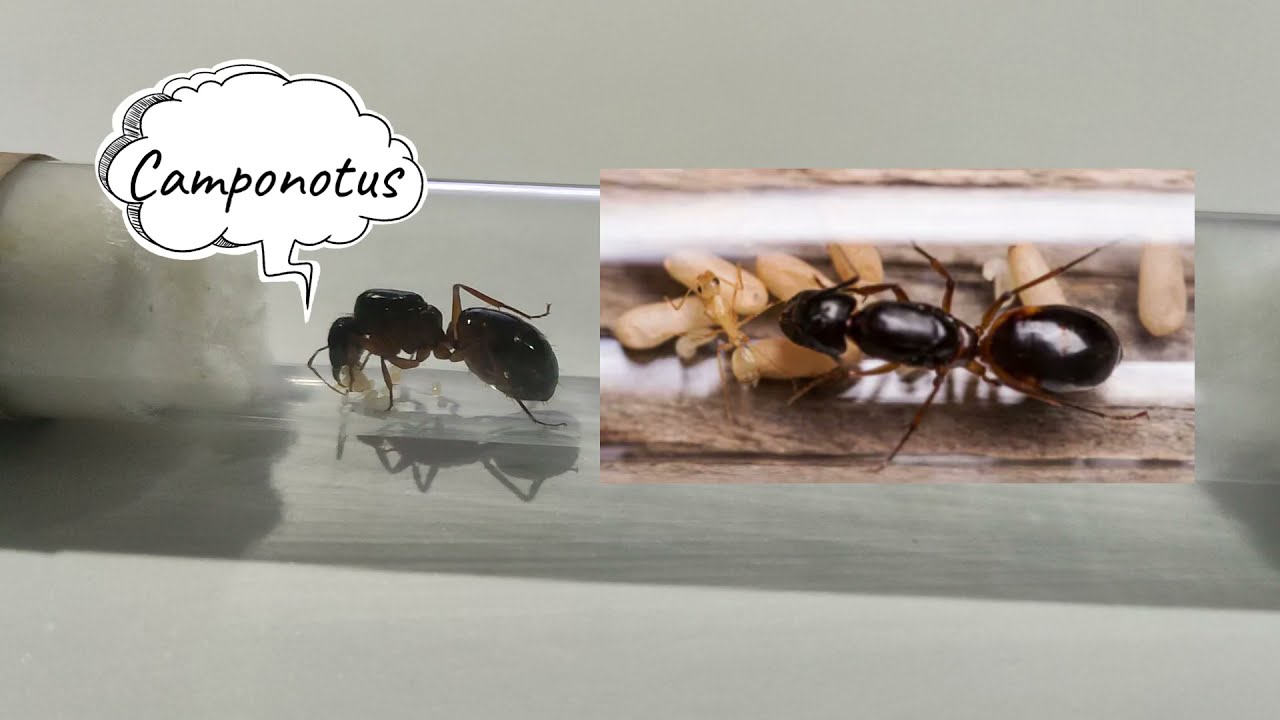 Camponotus Sanctus Günlük Bölüm 1 ve Karınca Tür Tanıtımı