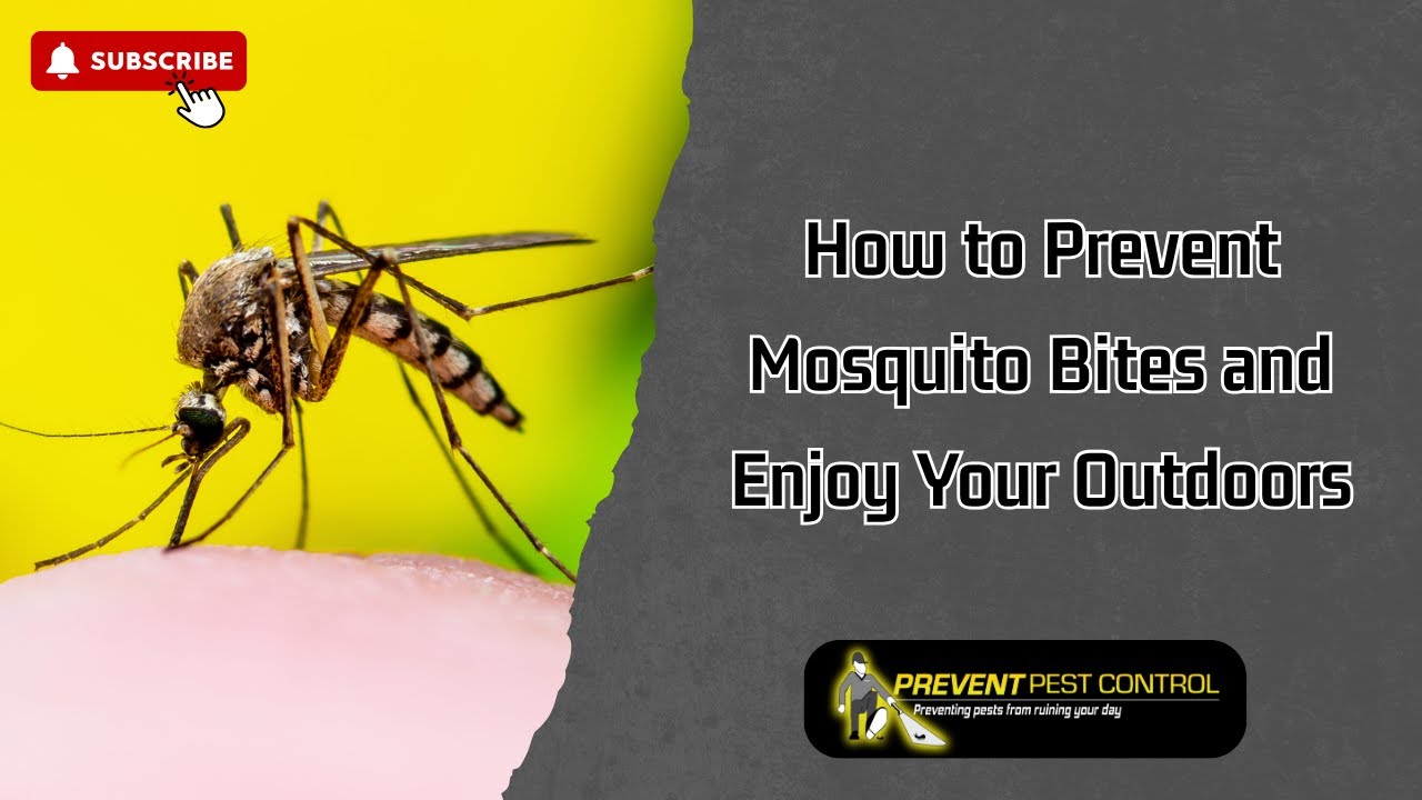 How to Prevent Mosquito Bites and Enjoy Your Outdoors