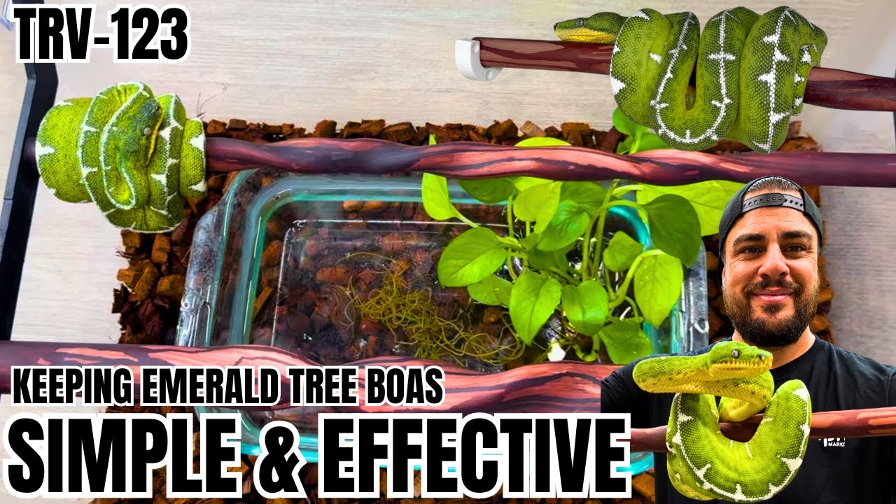Most Simple & Effective Way To Keep Your Northern Or Amazon Basin Emerald Tree Boa