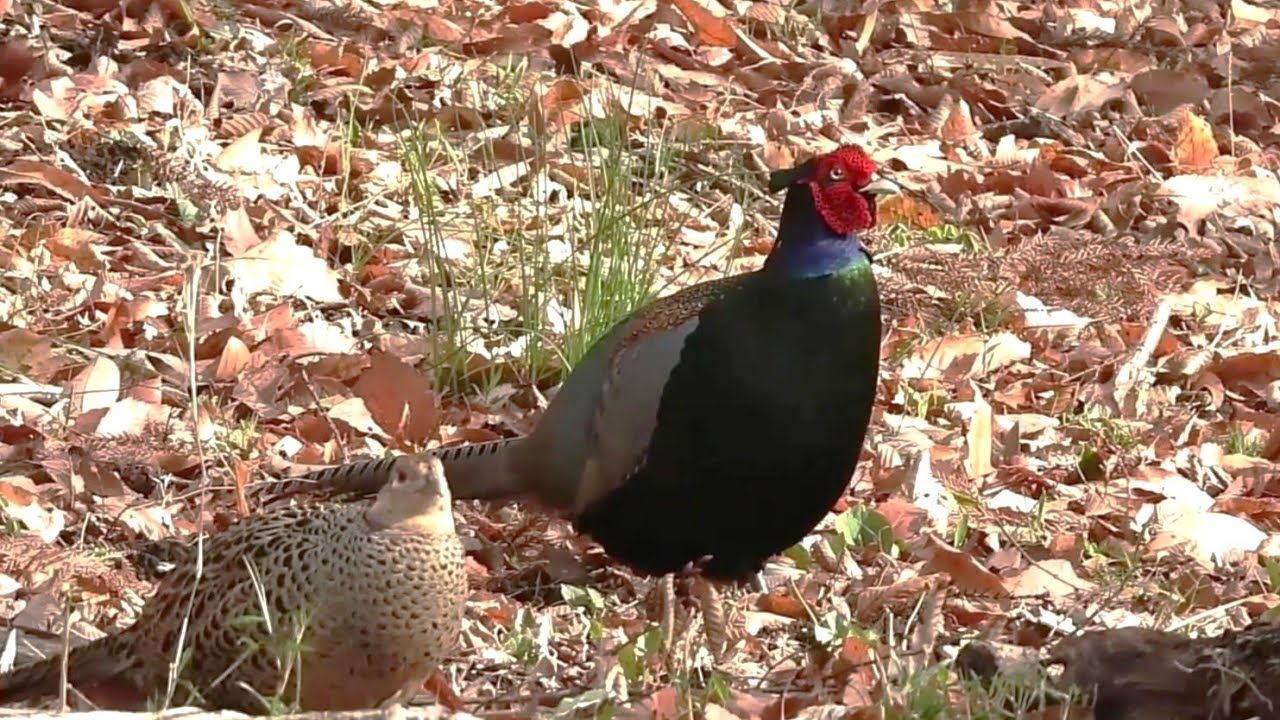 Pheasant Moments from July-August 2025 : Compilation N0.1