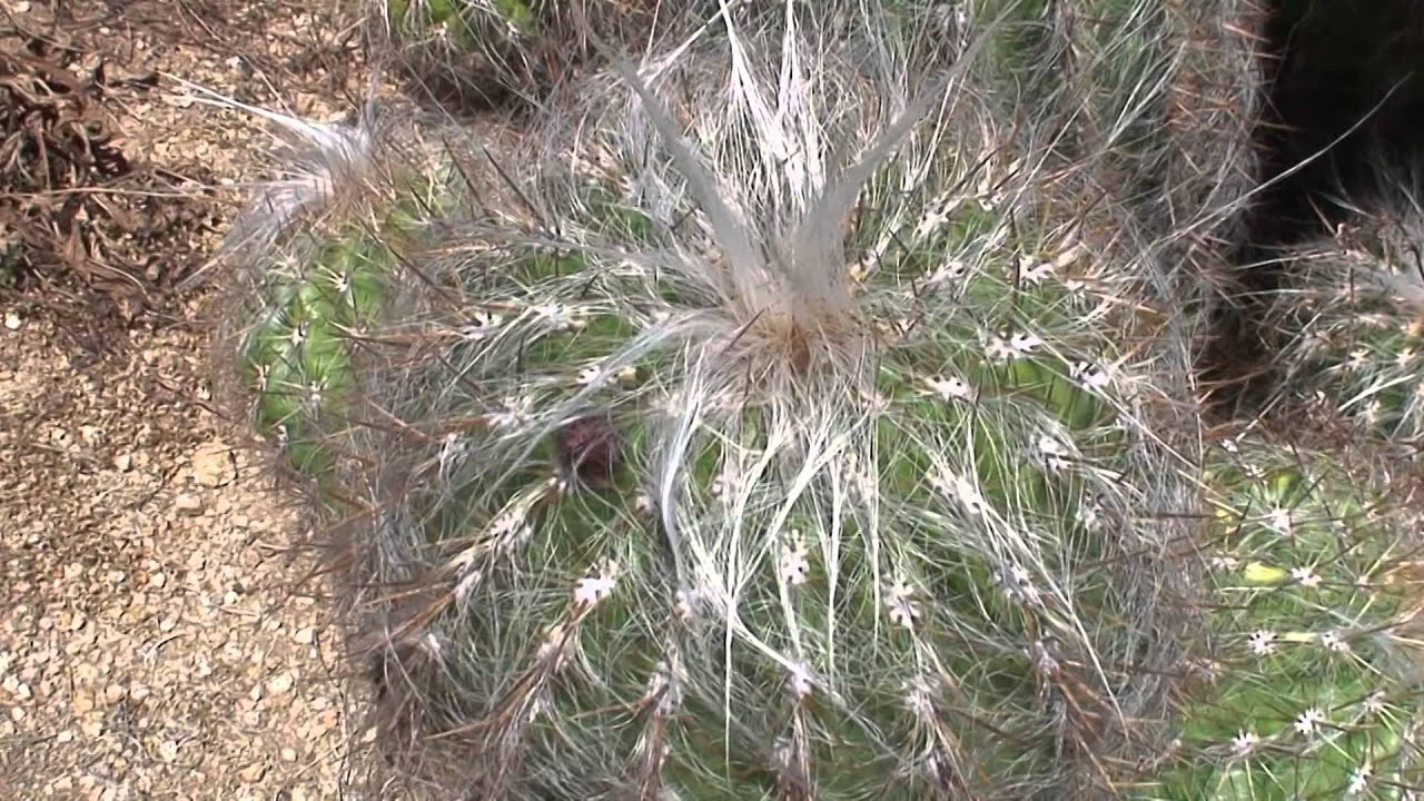 Oreocereus hybrids