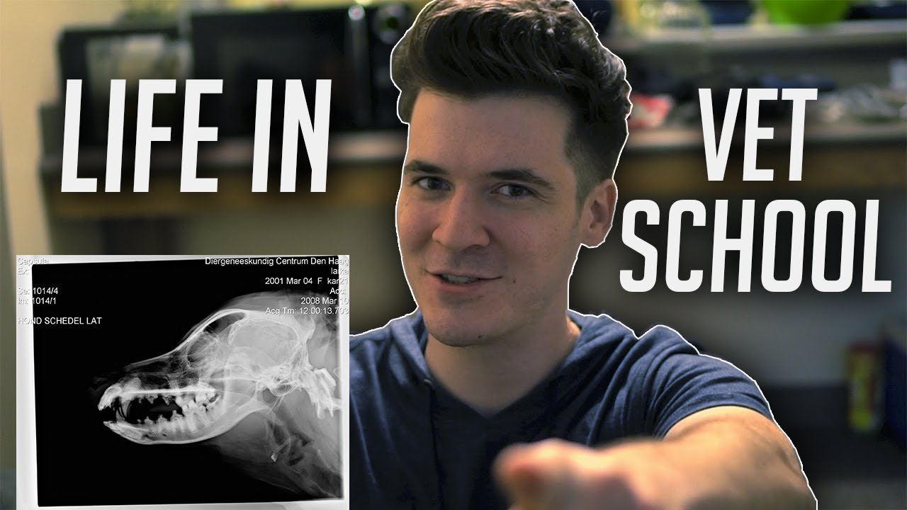 LIFE IN VETERINARY SCHOOL (back to the grind)
