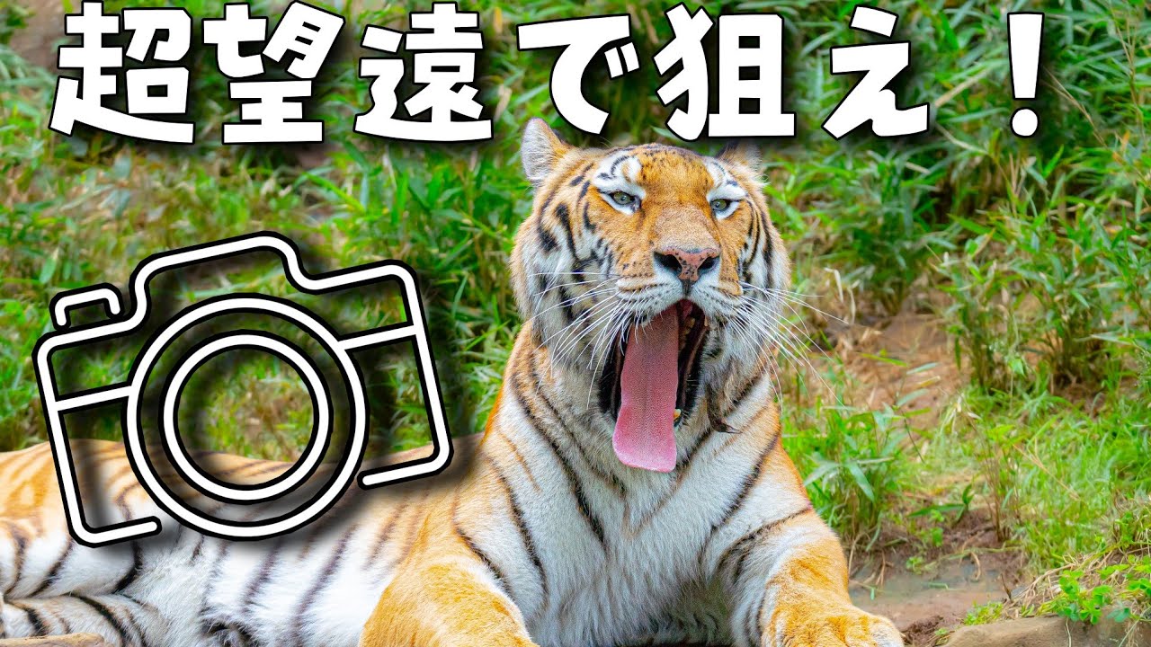 【動物撮影】超望遠レンズ150-600mmで多摩動物公園をお写んぽ！