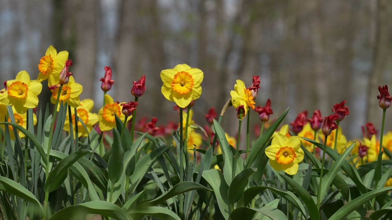 Parcul Lunca Argesului - Pitesti Argeș 8k lalele sound
