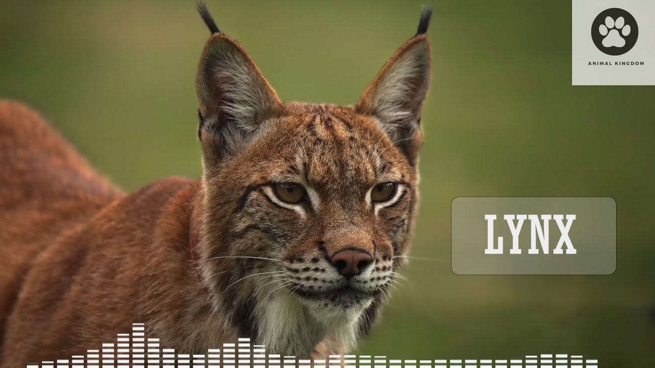 Lynx sounds / Lynx scream at night / Lynx voice / Wild lynx call and sound