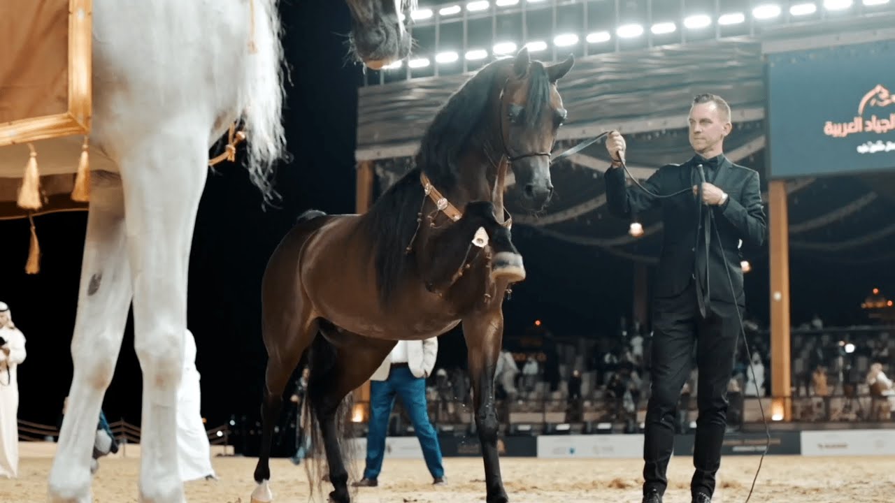 RHAN AL SHAHANIA - Bronze Champion Senior Stallion, GCAT Doha 2024