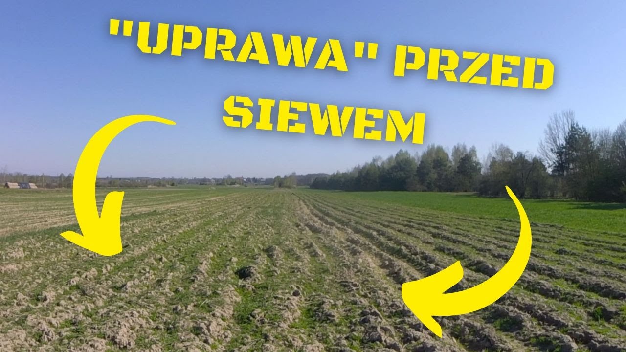 Pierwszy siew facelii siewnikiem - część 1: Uprawa