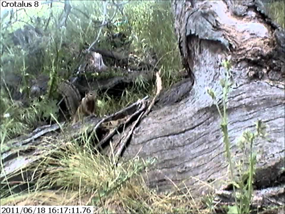 Squirrel confronts moving rattlesnake
