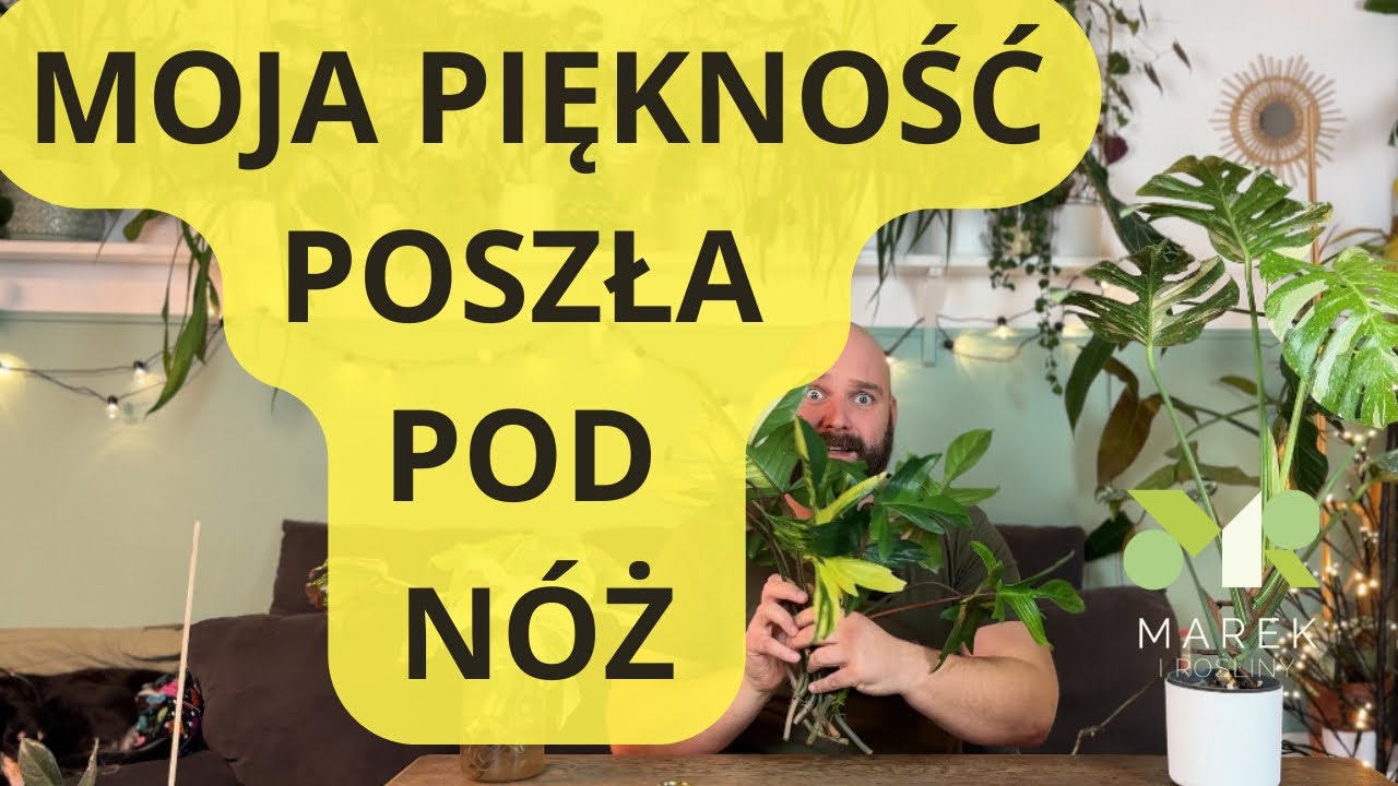 Moja piękność poszła pod nóż! Rozmnażanie monster i filodendronów.