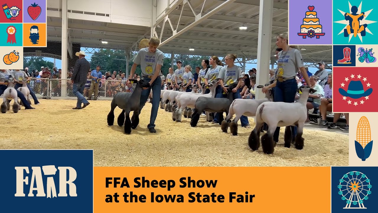 Pokaz owiec FFA na targach stanowych w Iowa &ndash; Targi 2025