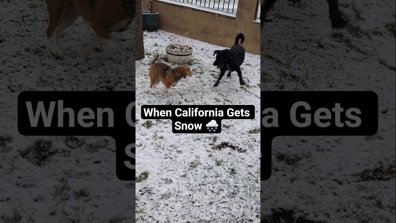 Игры с собаками в снежную погоду 🌨️