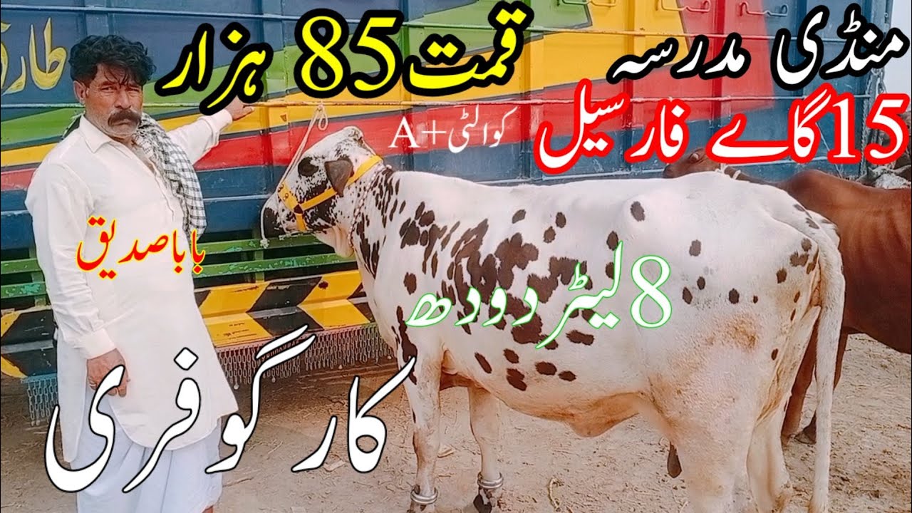 15گاےفارسیل منڈی مدرسہ میں آج باباصدیق 8لیٹردودھ قیمت85ہزار کارگو بھی فری سیل لگا۔دی بابا اگیاچھاگیا