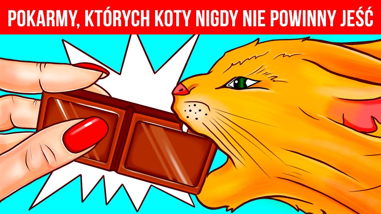 Dlaczego zwierzęta nie mogą jeść czekolady i inne sekrety zwierząt