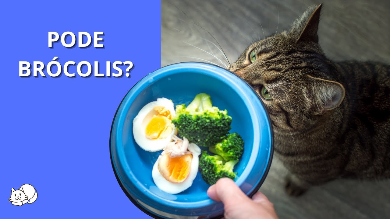 GATO PODE COMER BR&Oacute;COLIS?