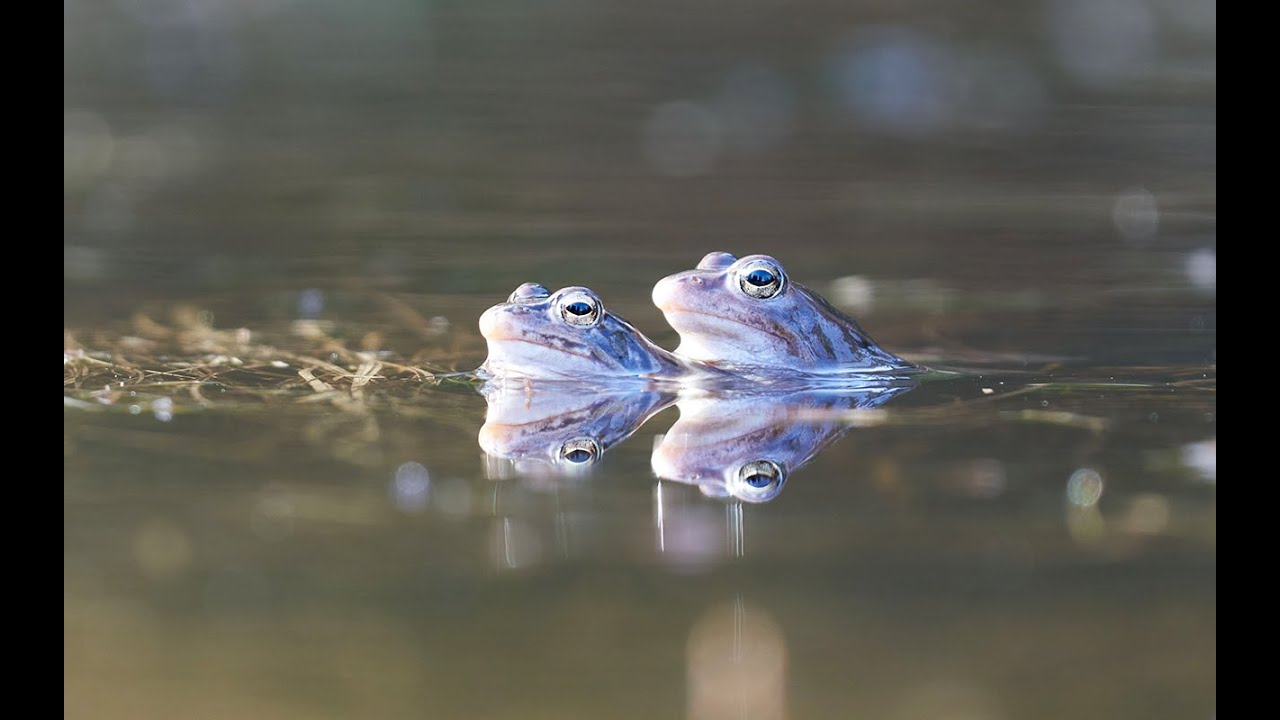 Moor Frog (Rana arvalis) | 4K