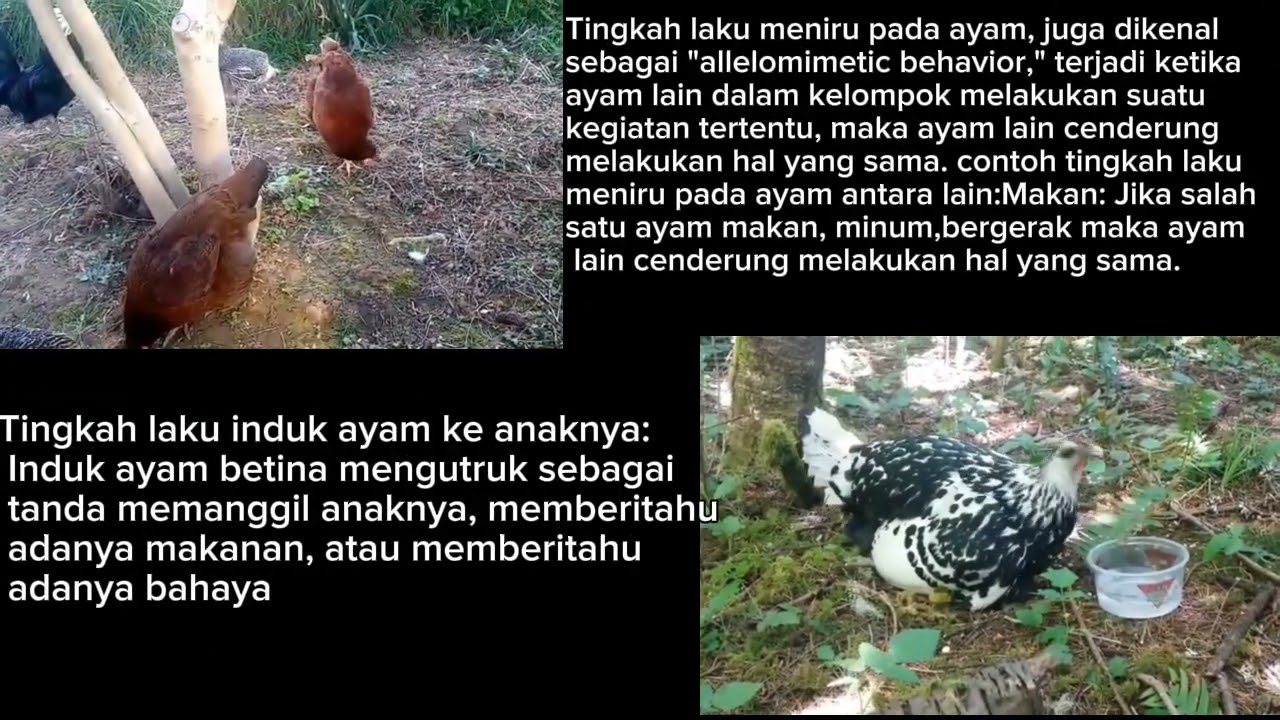 tingkah laku ternak unggas