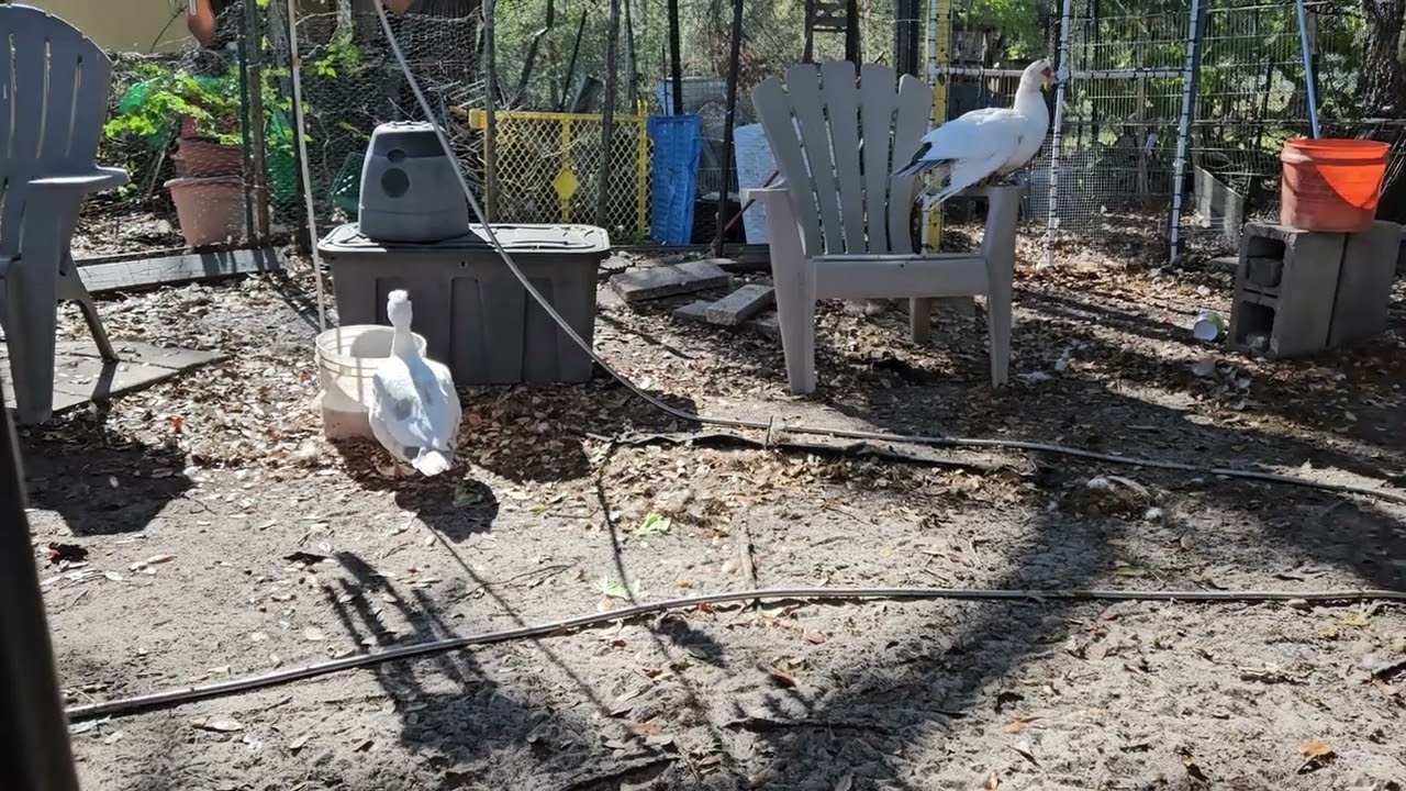 Muscovy afternoon