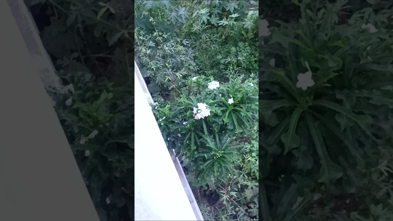 ma chinna gardening area