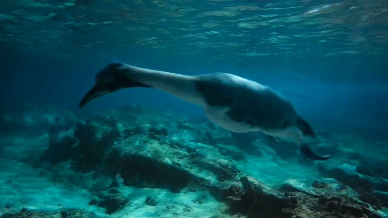 The Dinosaurs (2026) Hesperornis Introduction 