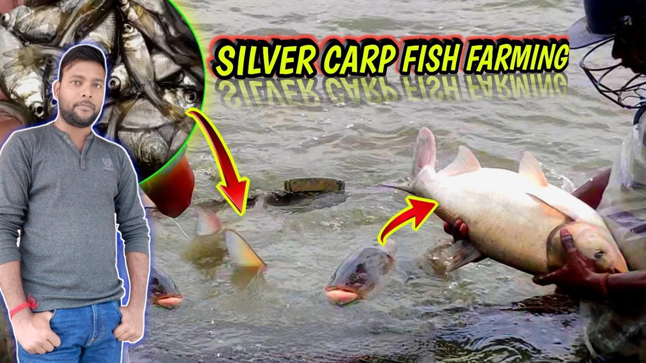 best silver carp fish farming method | big head fish farming | how to growth my fish #fishinfo #fish