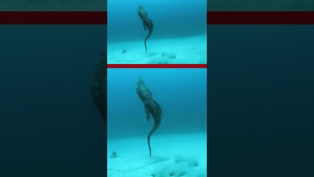 Crocodile swimming speed underwater