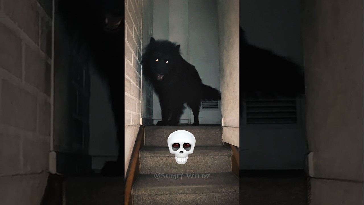 Small to big dog transformation 💀☠️