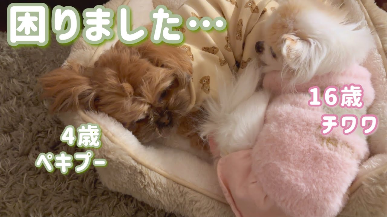ガウガウチワワに好かれすぎています…